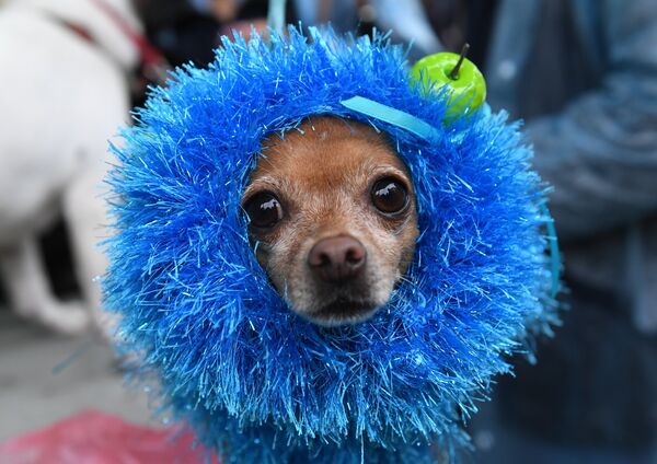 Собака породы русский той во время конкурса Дефиле в костюмах в рамках парада собак в парке Красная пресня