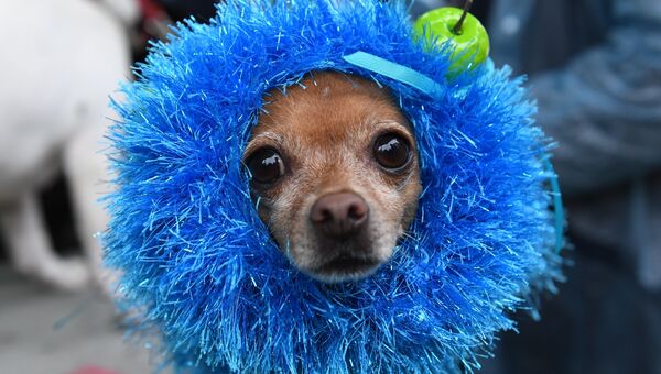 Собака породы русский той во время конкурса Дефиле в костюмах в рамках парада собак в парке Красная пресня