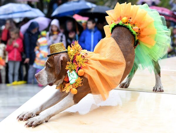 Собака породы английский пойнтер во время конкурса Дефиле в костюмах в рамках парада собак в парке Красная пресня