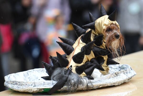 Собака породы йоркширский терьер во время конкурса Дефиле в костюмах в рамках парада собак в парке Красная пресня
