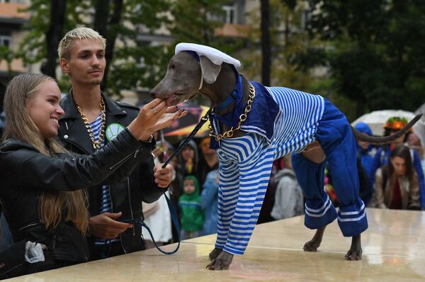 Собака породы тайский риджбек во время конкурса Дефиле в костюмах в рамках парада собак в парке Красная пресня