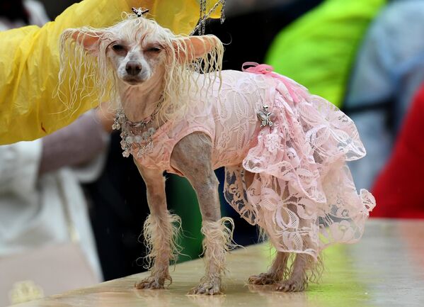 Собака породы китайская хохлатая во время конкурса Дефиле в костюмах в рамках парада собак в парке Красная пресня