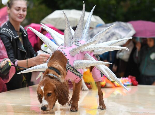 Собака породы английский кокер-спаниель во время конкурса Дефиле в костюмах в рамках парада собак в парке Красная пресня