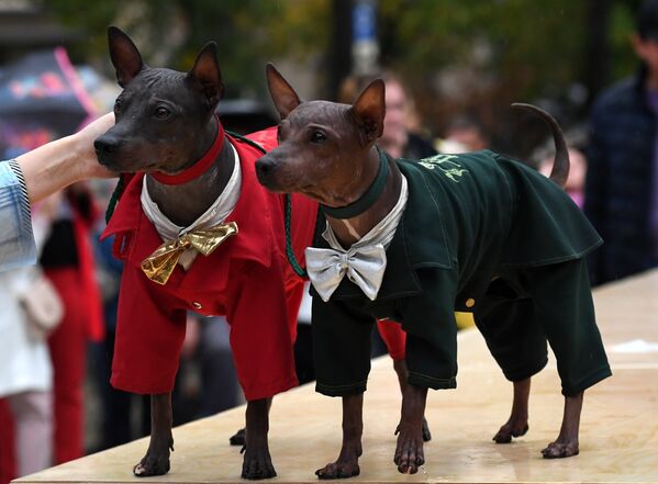 Собаки породы американский голый терьер во время конкурса Дефиле в костюмах в рамках парада собак в парке Красная пресня