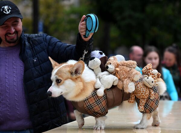 Собака породы вельш-корги во время конкурса Дефиле в костюмах в рамках парада собак в парке Красная пресня