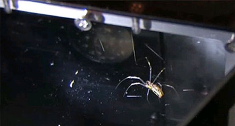 Паучиха Nephila clavipes на борту МКС Паучиха Nephila clavipes на борту МКС