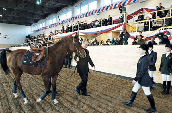 Лошадь арабской породы - подарок В.Путина Детской конно-спортивной школе