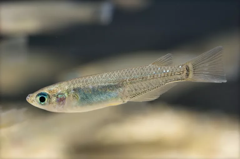 Oryzias latipes Oryzias latipes