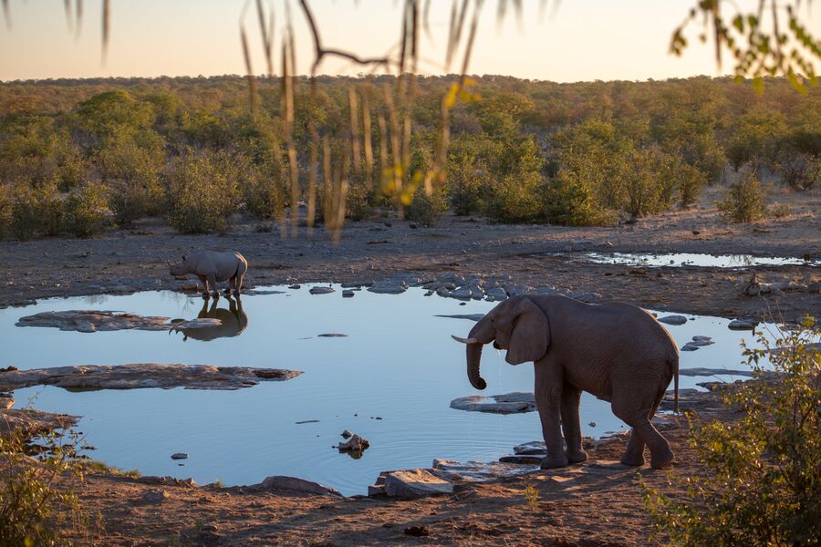 Намибия. Слон и носорог в Национальном парке Этоша.