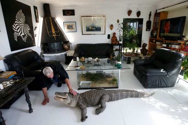 Француз Филипп Жилле кормит своего аллигатора Али курицей в гостиной своего дома в Куэроне