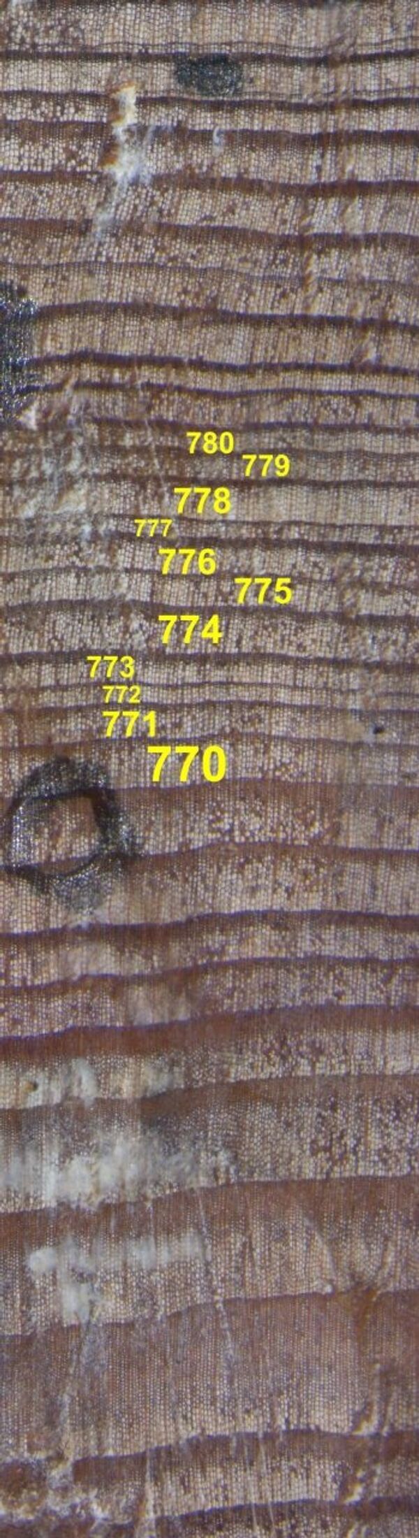 Образец ископаемой древесины с Полярного Урала с кольцами, относящимися к 770 - 780 гг. н.э.