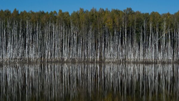 Березовый лес в Подмосковье. Архивное фото
