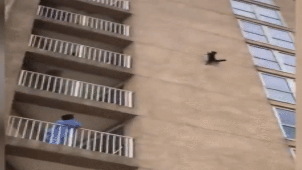 «Настоящий ниндзя»: полет енота с девятого этажа поразил пользователей Сети