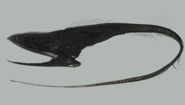 Большерот или рыба-пеликан (Eurypharynx pelecanoides). Архивное фото