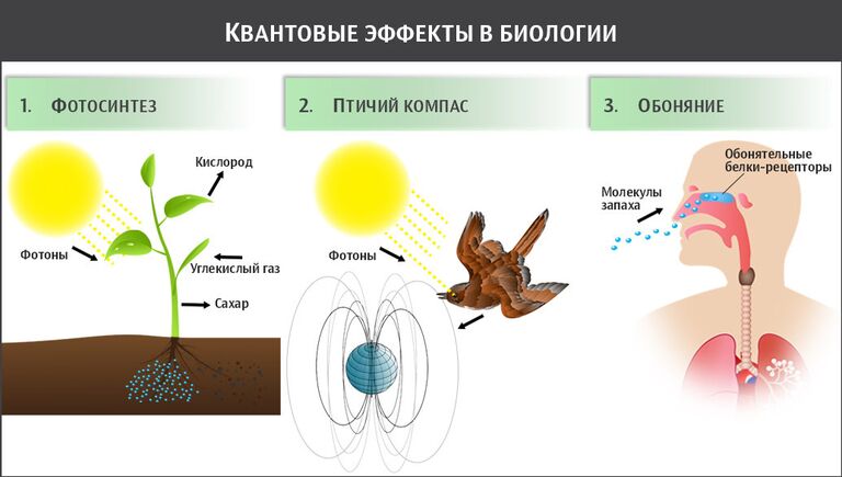 Квантовые эффекты в биологии Квантовые эффекты в биологии