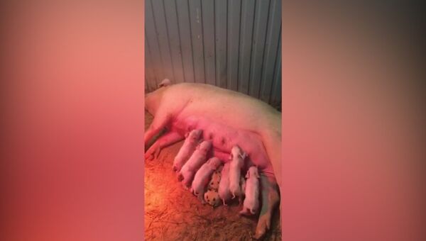 Прооперированная роботом свинья вскармливает рожденных после операции поросят