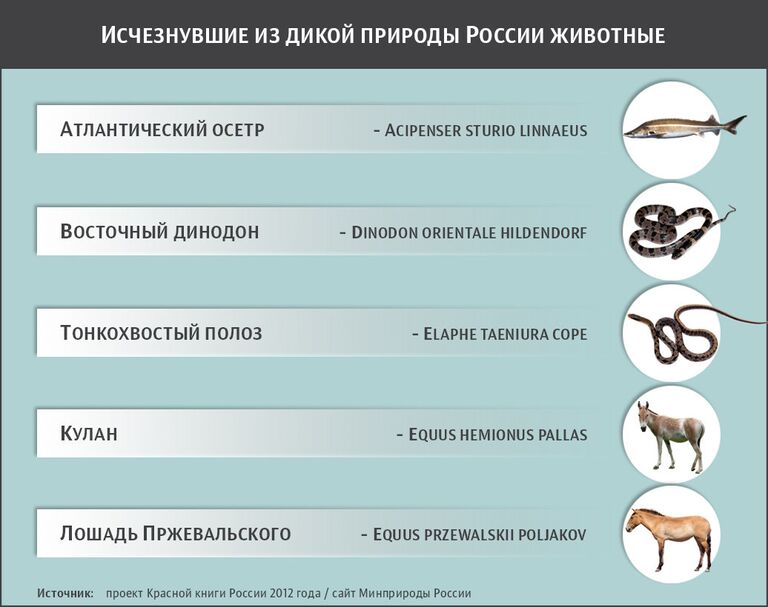 Исчезнувшие из дикой природы России животные Исчезнувшие из дикой природы России животные
