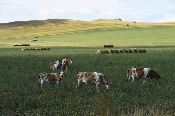 Коровы пасутся на поле у дороги в Республике Хакасия