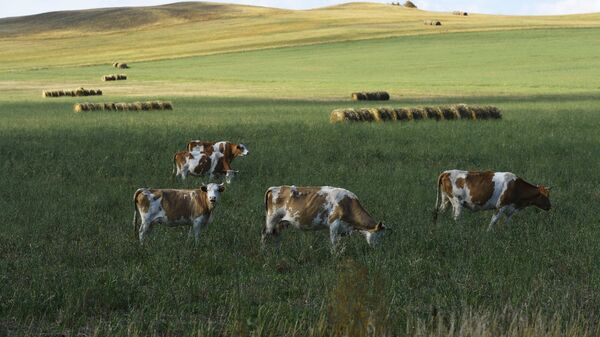 Коровы пасутся на поле у дороги