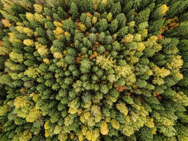 Осенний лес в  Пермском крае