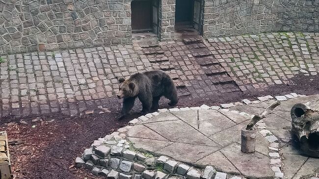 Медведица Настя, калининградский зоопарк