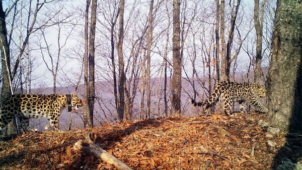 Фотоловушка засняла возрастную самку дальневосточного леопарда с котенком