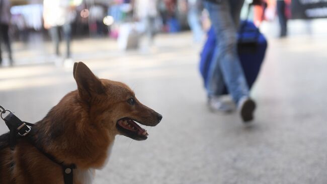 Служебная собака кинологической службы авиакомпании Аэрофлот в терминале международного аэропорта Шереметьево
