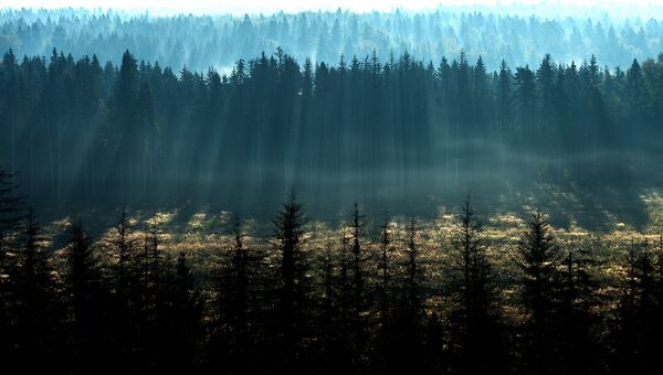 Лес. Архивное фото