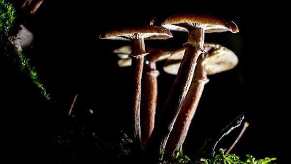 В Полистовском заповеднике в Псковской области обнаружены редкие грибы
