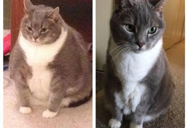 Толстый кот похудел и удивил пользователей Сети