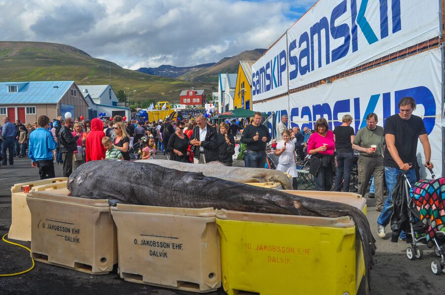 Рыбный фестиваль в Исландии 