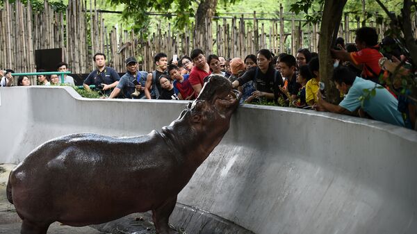 Кормление бегемота в зоопарке Дусит в Бангкоке
