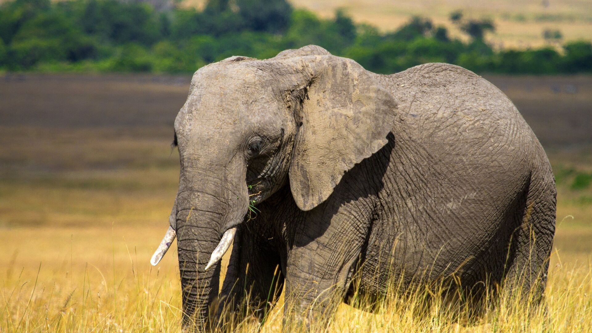 Слон в национальном заповеднике Масаи-Мара в Кении - РИА Новости, 1920, 15.10.2021