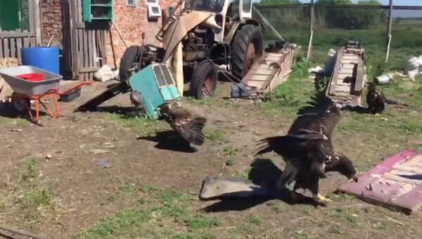 Когда коршуны соседствуют с курицами - пара из Ростова открыла приют для диких птиц