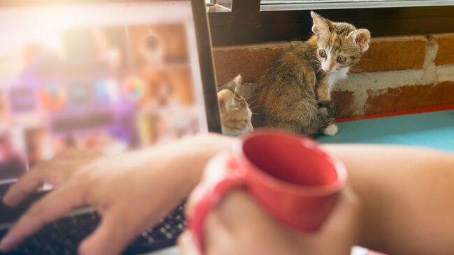 Котенок возле ноутбука