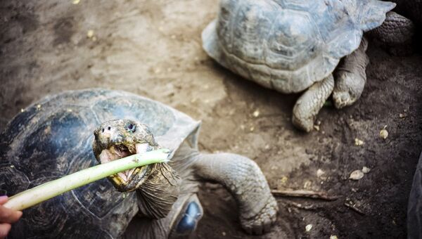 Черепахи в центре Арнальдо Туписы на острове Исабела, Эквадор. Архивное фото