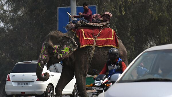 Погонщик слонов на улице Нью-Дели. Архивное фото