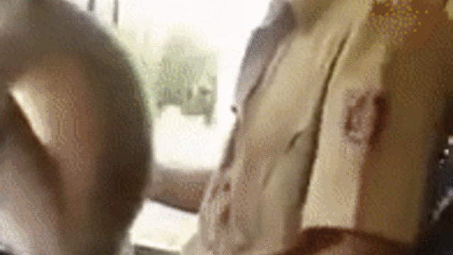 В Индии уволили водителя автобуса, передавшего руль обезьяне
