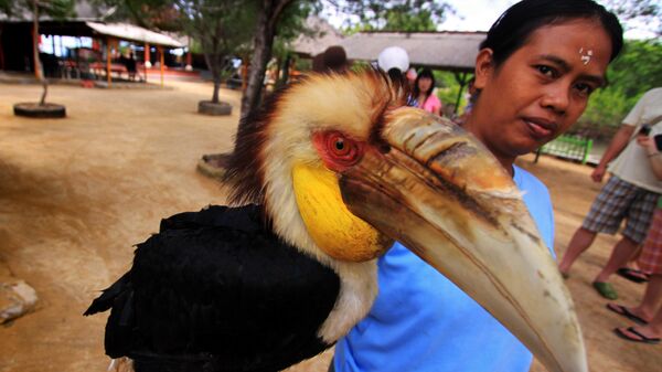 Туристам показывают экзотических птиц на Бали