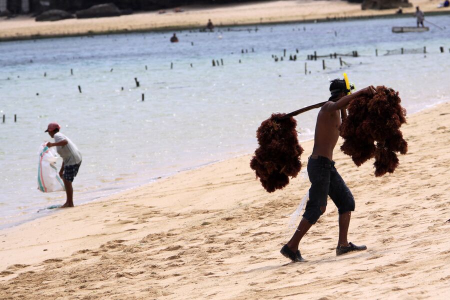 Сборка морских водорослей для спа-процедур на побережье Нуса Дуа