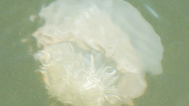 К побережью Крыма прибило гигантские скопления медузы-корнерота