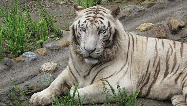 Белый тигр в Hirakawa Zoological Park. Архивное фото