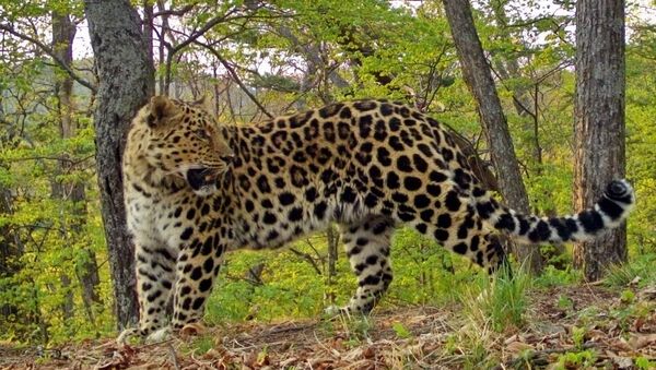 В нацпарке Земля леопарда начался новый этап мониторинга леопардов