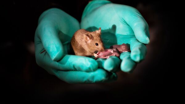 Мышь, имеющая двух мам, и ее потомство