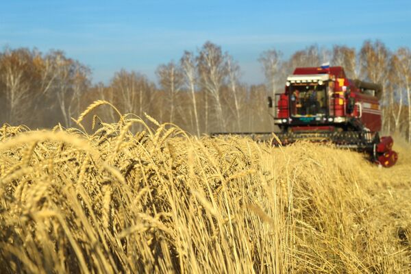 Уборка урожая яровой пшеницы Уборка урожая яровой пшеницы