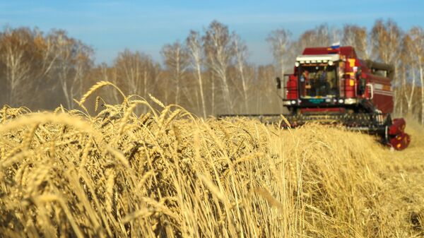 Уборка урожая яровой пшеницы