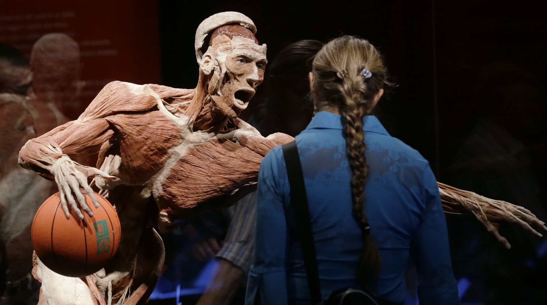 Анатомическая выставка реальных человеческих тел Body Worlds в Милане, Италия - РИА Новости, 1920, 12.03.2021