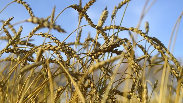 Колосья пшеницы. Архивное фото
