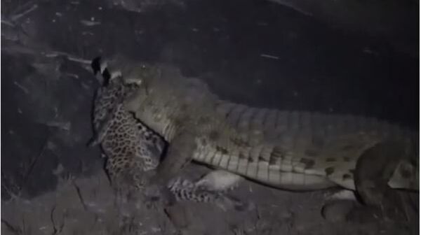 Огромный крокодил с леопардом в пасти попал на видео