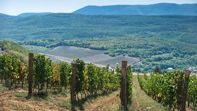 Виноградники винодельческого хозяйства UPPA Winery в селе Родное Балаклавского района Севастополя. Архивное фото